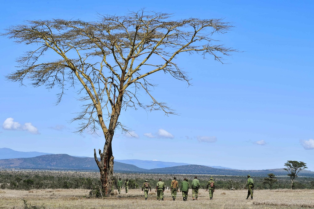 Game rangers set off on foot patrol in the Ol-Pejeta conservancy at Laikipiau00e2u20acu2122s county headquarters, Nanyuki, near Mt Kenya. u00e2u20acu201d AFP pic     