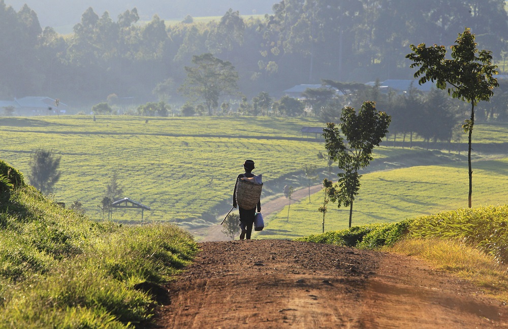A man walks in the early morning to start his day picking tea leaves at a plantation in Nandi Hills, in Kenyau00e2u20acu2122s highlands region west of capital Nairobi, November 5, 2014. u00e2u20acu201d Reuters pic