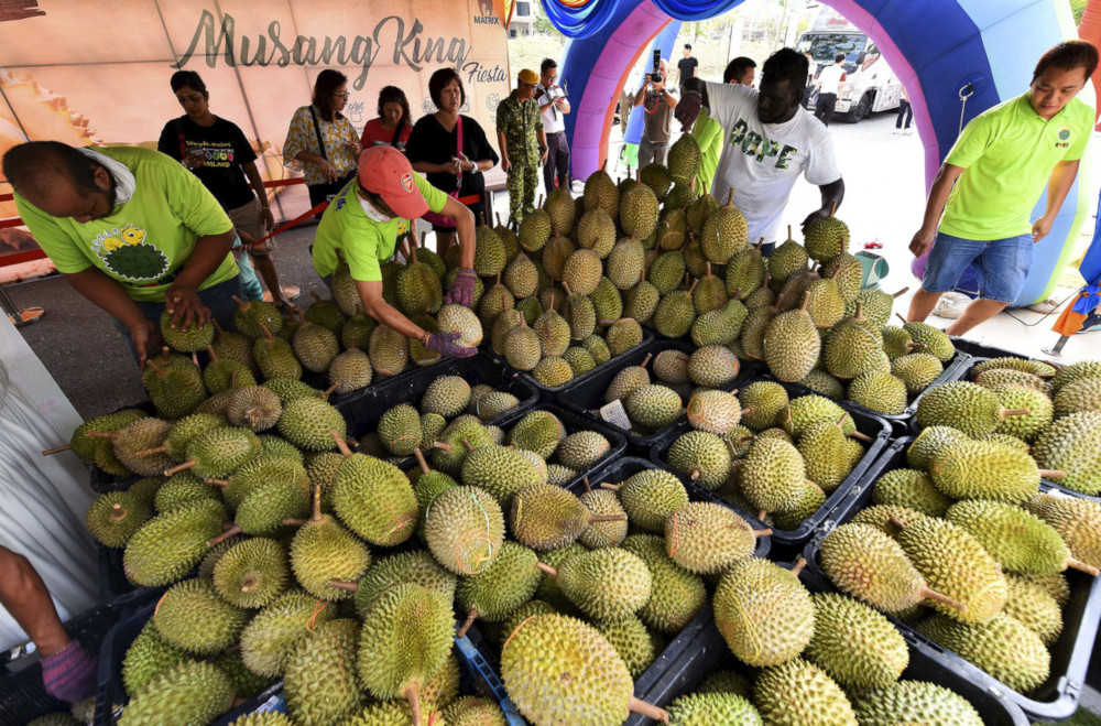 Workers sorting out durian to be given out for free in conjunction with the Musang King fiesta organised by Matrix Concepts at Matrix Galleria Ara Sendayan in Seremban July 13, 2019. u00e2u20acu201d Bernama pic 