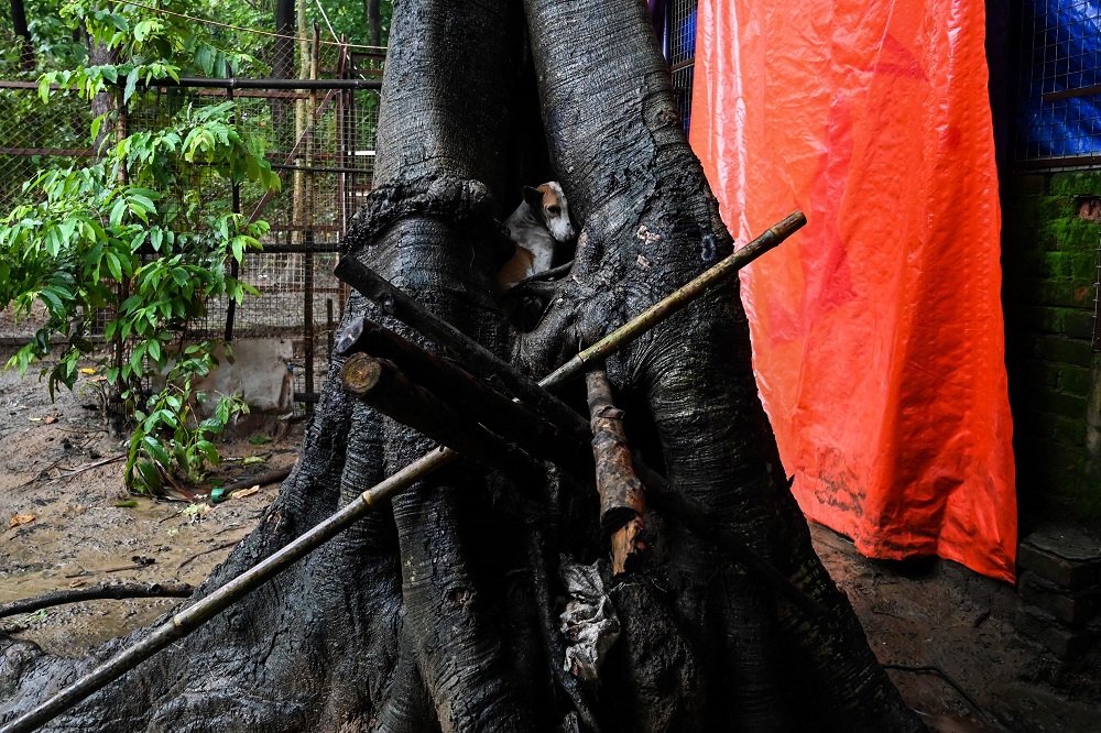 This photo taken on July 9, 2019 shows a dog resting in a tree at the Thabarwa Animal Shelter in Mawbe, on the outskirts of Yangon. u00e2u20acu201d AFP pic        
