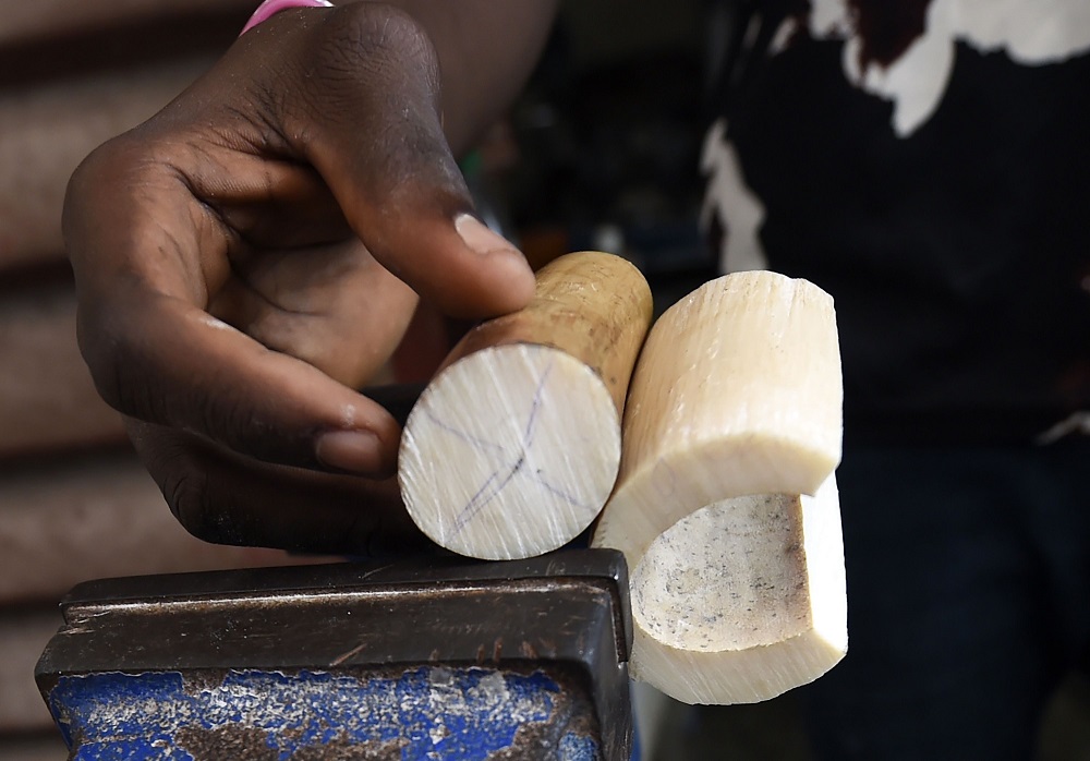 A carver holds ivory cut to size for a craft design at the Jakande craft market in Lekki, Lagos, on June 8, 2019. — AFP pic      