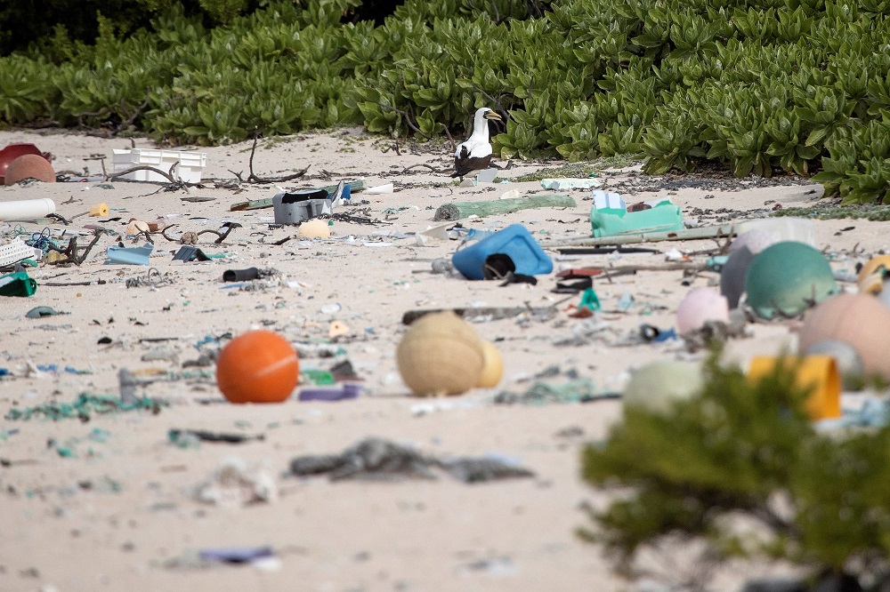 This handout photograph taken on June 16, 2019 shows a masked booby walking amongst rubbish on a beach on Henderson Island, an uninhabited member of the Pitcairn Islands archipelago in the South Pacific Ocean. u00e2u20acu201d Iain McGregor/STUFF/AFP pic  