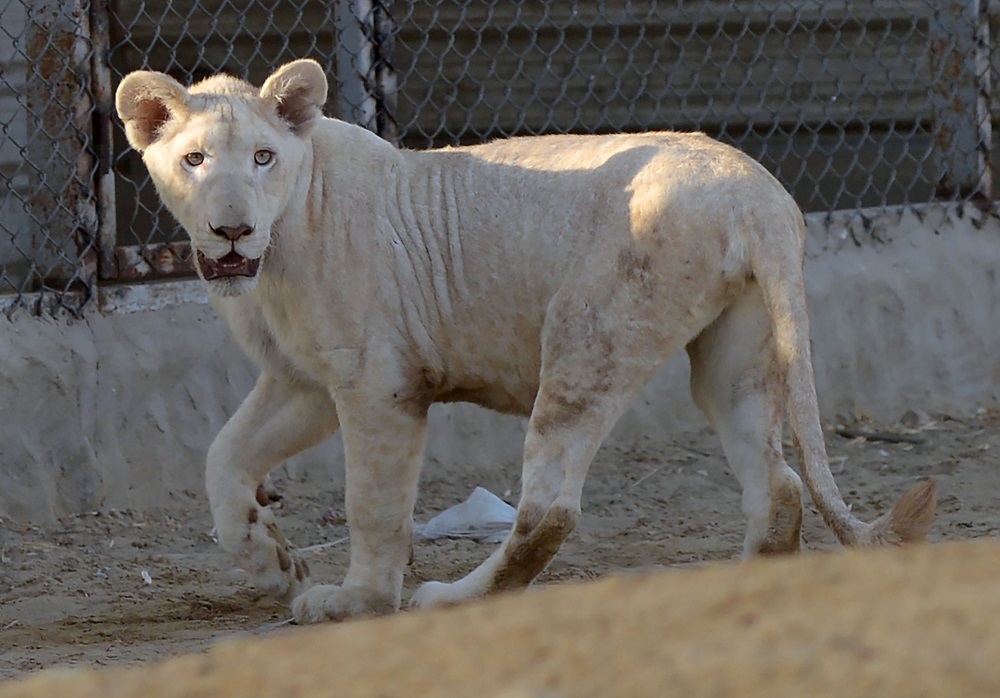 In this picture taken on May 20, 2019, a lioness walks in a cage at a private zoo in Karachi, Pakistan. u00e2u20acu201d AFP pic   