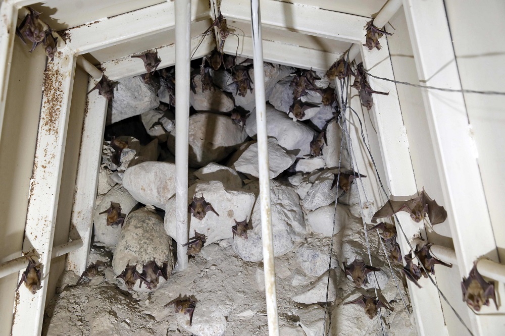 Horseshoe bats are pictured inside an abandoned Israeli army outpost next to the Jordan River in the occupied West Bank July 7, 2019. u00e2u20acu201d AFP pic          