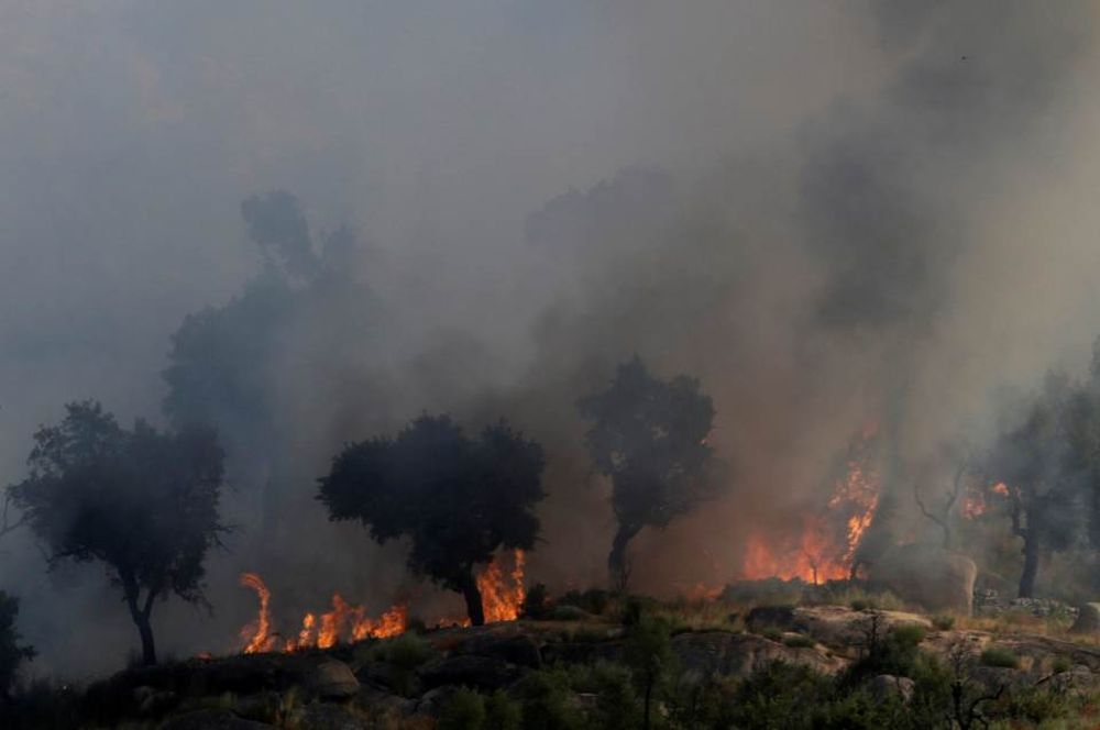 File picture shows trees burning near Lagoaca, Portugal September 8, 2016. u00e2u20acu201d Reuters pic