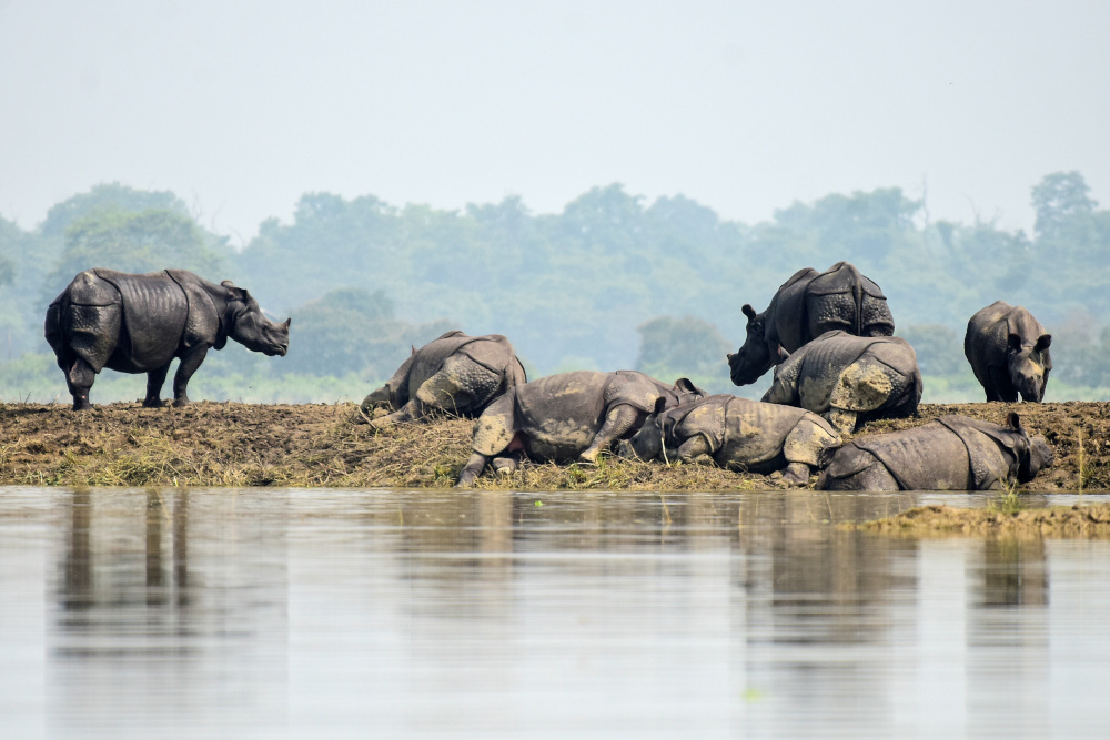 One-horned rhinos rest on a highland in the flood affected area of Kaziranga National Park in Nagaon district, in the northeastern state of Assam, India, July 18, 2019. u00e2u20acu201d Reuters pic