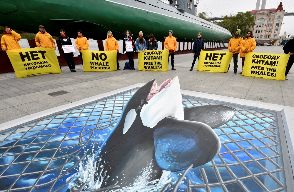 Greenpeace activists hold a protest against the u00e2u20acu02dcwhale prisonu00e2u20acu2122, a facility in Primorsky Region where nearly 100 whales including orcas and beluga whales are held in cages, in Vladivostok, Russia May 13, 2019. u00e2u20acu201d Reuters pic   