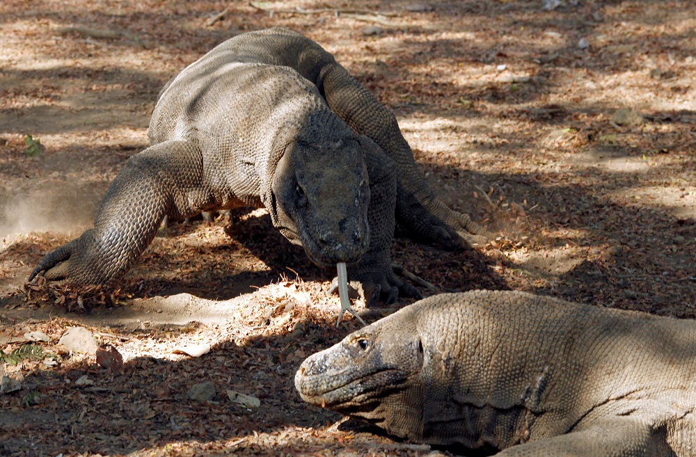Komodo dragons walk at the Komodo National Park in Indonesiau00e2u20acu2122s Komodo island October 4, 2011. u00e2u20acu201d Reuters pic       