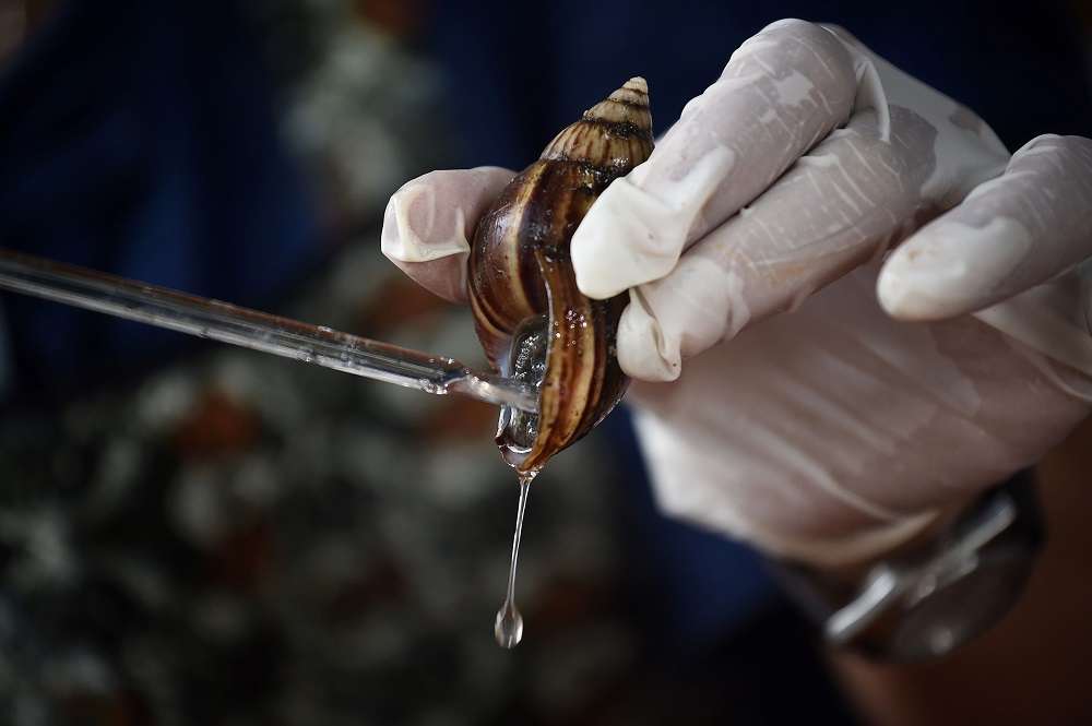 This picture taken on June 28, 2019 shows Phatinisiri Thangkeaw milking a snail of its serum at her farm in Nakhon Nayok province. u00e2u20acu201d AFP pic            