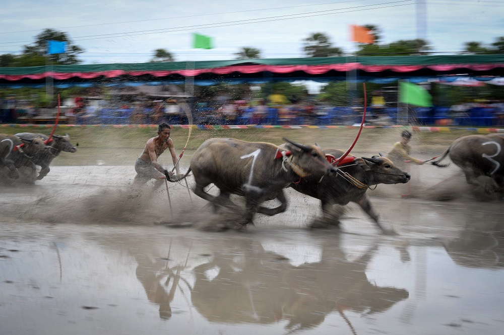Water buffaloes participate in a race in Chonburi, Thailand July 21, 2019. u00e2u20acu201d AFP pic        