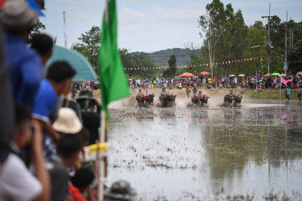 Spectators watch a water buffalo race in Chonburi, Thailand July 21, 2019. — AFP pic