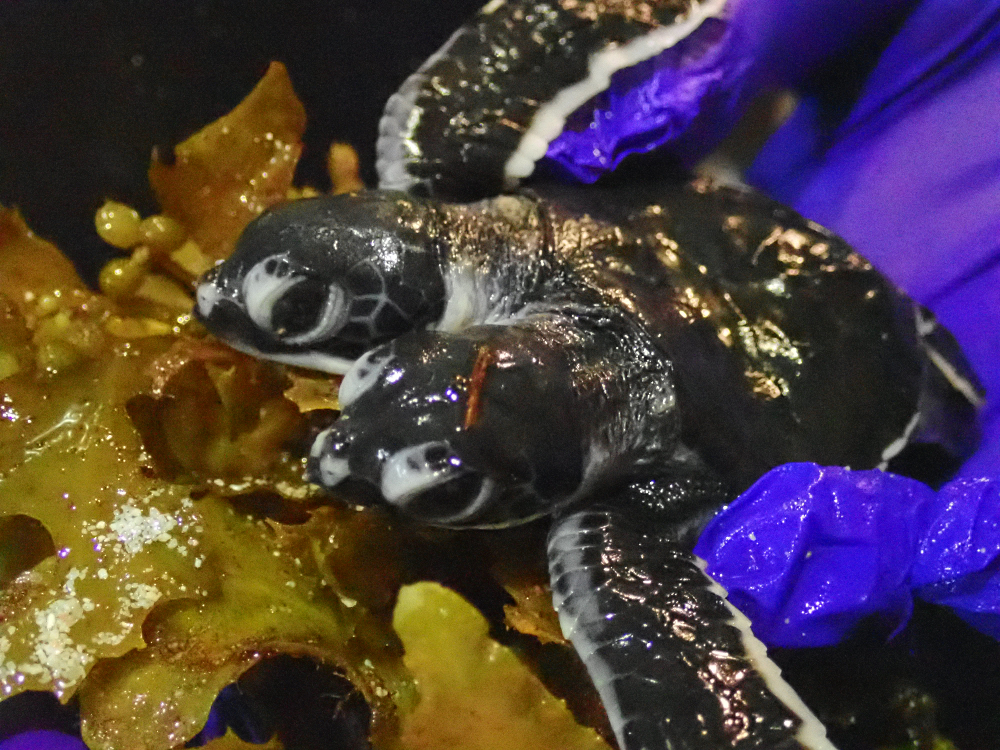 The two-headed baby turtle amazed marine biologists who have seen over 13,000 hatchlings on the island. u00e2u20acu201d Picture courtesy of Scuba Junkie Seas