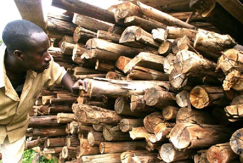 Eric Mutwiri, a resident of Kambandi in Kenya, takes stock of his firewood at his home July 11, 2019. u00e2u20acu201d Thomson Reuters Foundation pic