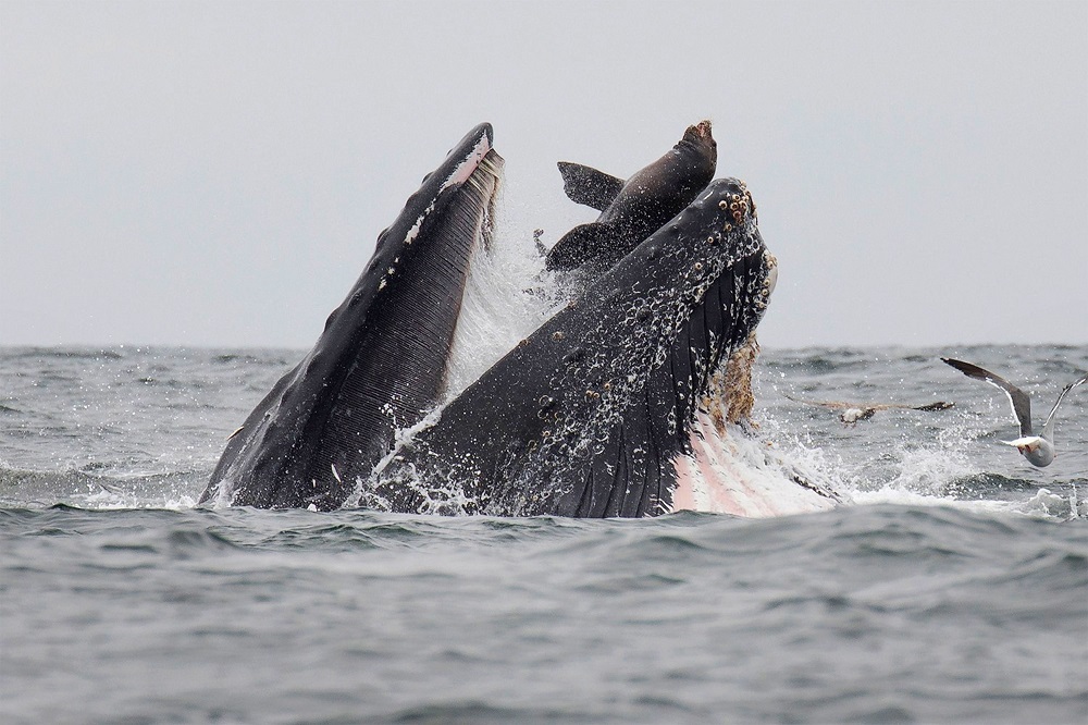 This handout picture released on July 30, 2019, shows a sea lion accidentally caught in the mouth of a humpback whale in Monterey Bay, California. u00e2u20acu201d Chase Dekker/AFP pic