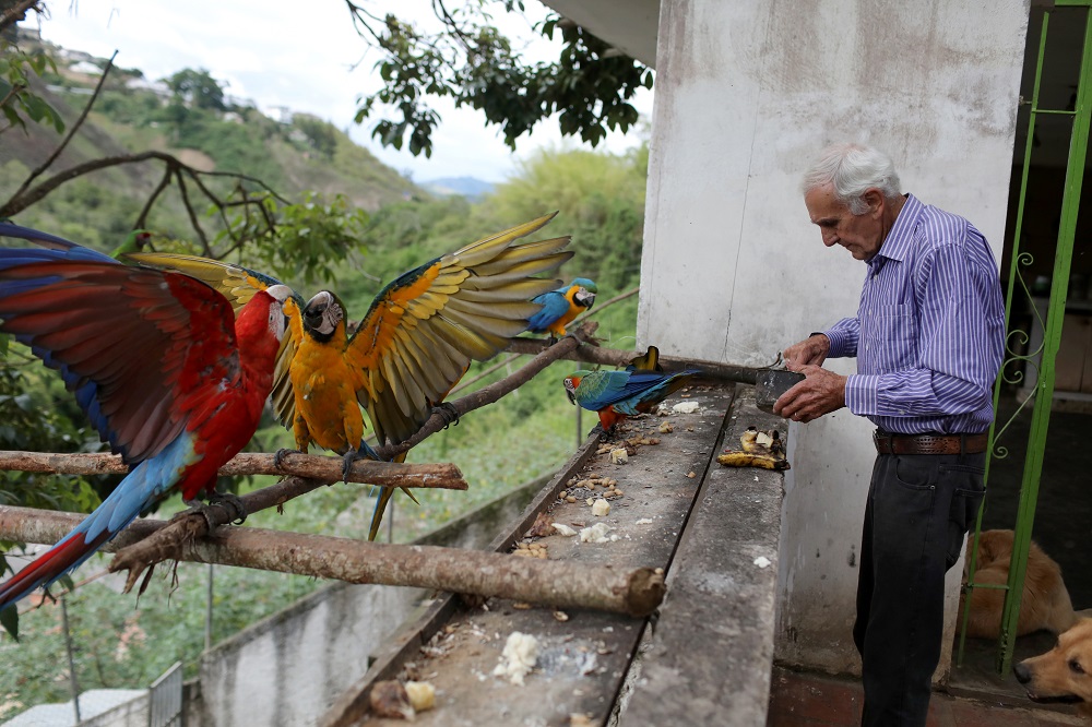 Vittorio Poggi puts food to the macaws at his house outside Caracas, Venezuela, June 18, 2019. — Reuters pic