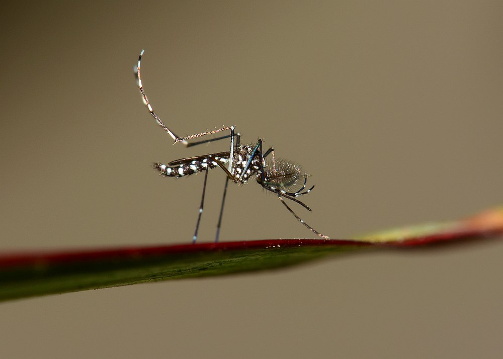 The mosquitoes targeted are a type that is particularly difficult to control called Aedes albopictus which are a major vector for diseases including Zika and dengue. u00e2u20acu201d IMNATURE/Istock.com pic via AFP