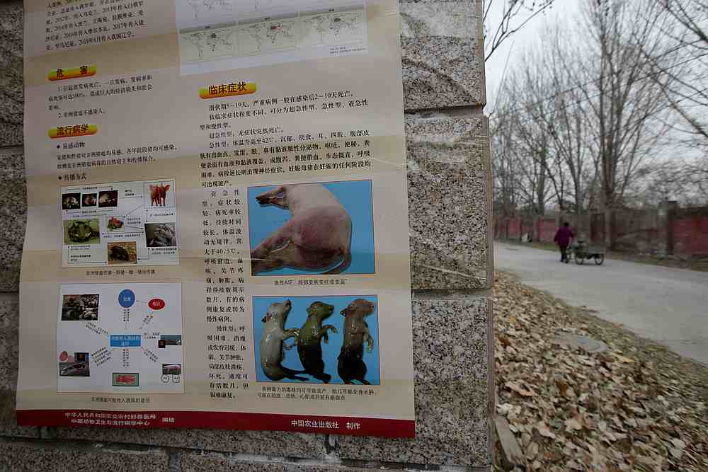 A poster on African swine fever is seen outside a farm after the outbreak of the disease in Fangshan district of Beijing, China November 23, 2018. u00e2u20acu201d Reuters pic 