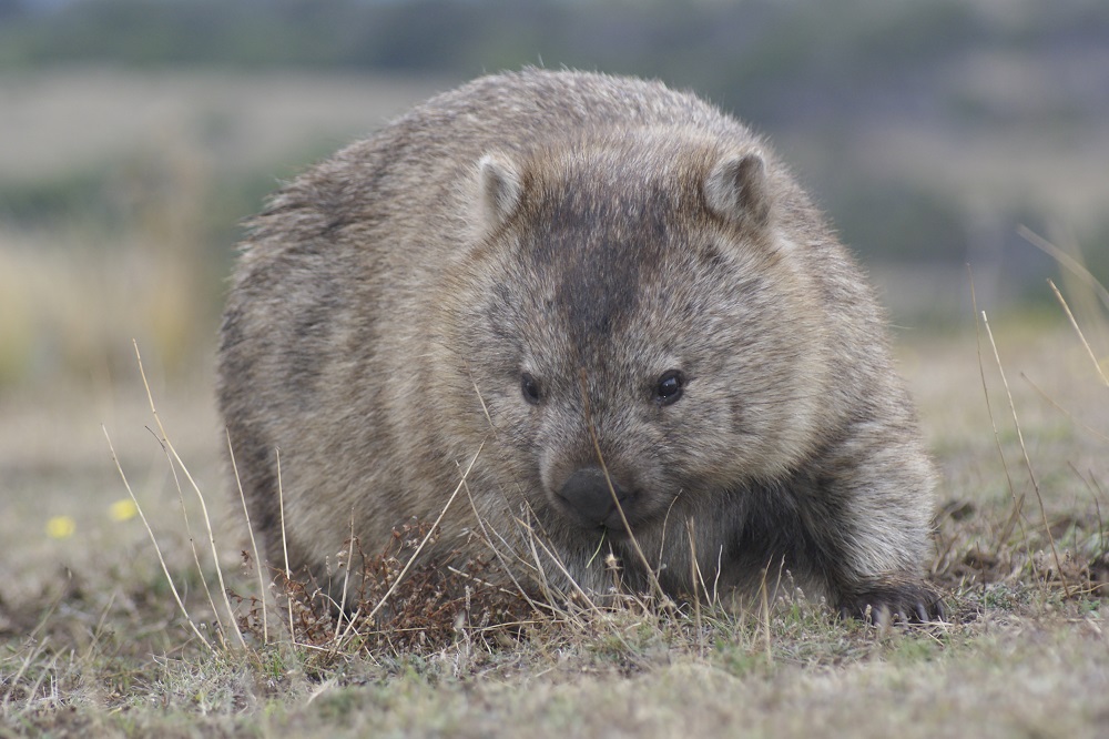 This undated handout picture taken and received courtesy of Chris Crerar on July 24, 2019 shows a healthy wombat looking for food at Narawntapu National Park near Bakers Beach in Tasmania. u00e2u20acu201d AFP pic        