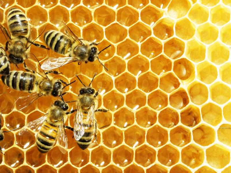 Founder of Burt's Bees, Roxanne Quimby, to help Unity College online students u00e2u20acu02dcCreate a Healthy Hive' in business. u00e2u20acu2022 AFP pic