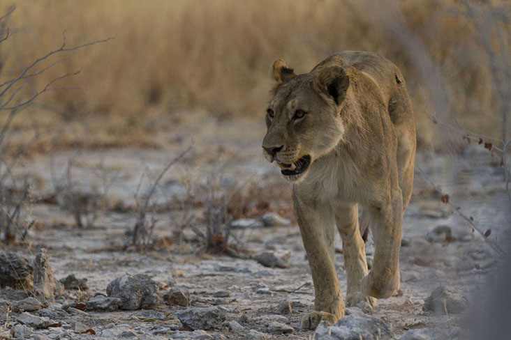 Following instructions may prevent one from danger, especially out in the wild