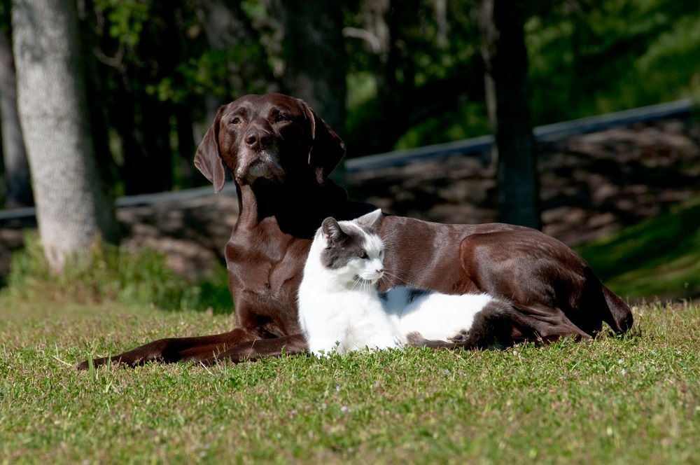 Your pets, too, can benefit from AI. u00e2u20acu201d AFP pic       