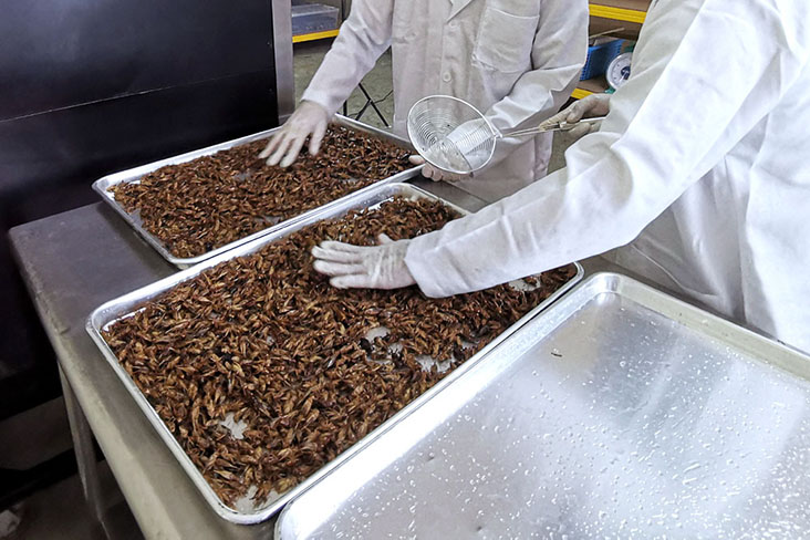 Processing whole crickets