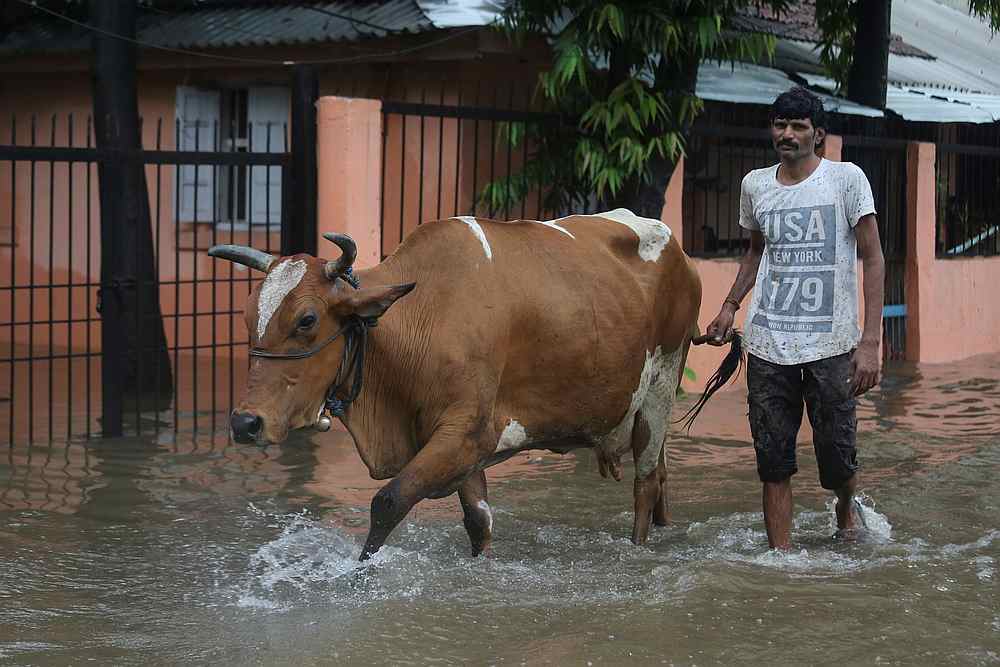 A man walks his cow through a waterlogged street during heavy monsoon rains in Mumbai, India, July 2, 2019. u00e2u20acu201d Reuters pic