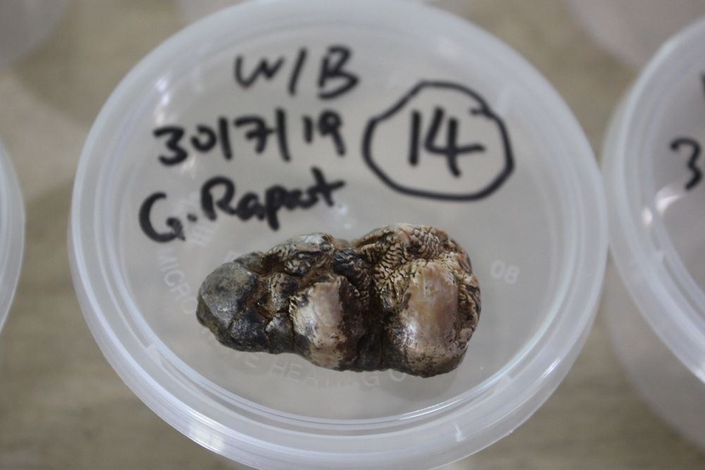 The fossil is said to be from a wild boar with colouring and pattern differed from the common species.