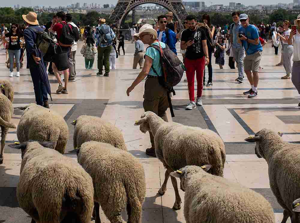 A farmer leads sheep during an urban transhumance on the Esplanade du Trocadero near the Eiffel tower in Paris July 17, 2019. u00e2u20acu201d AFP pic