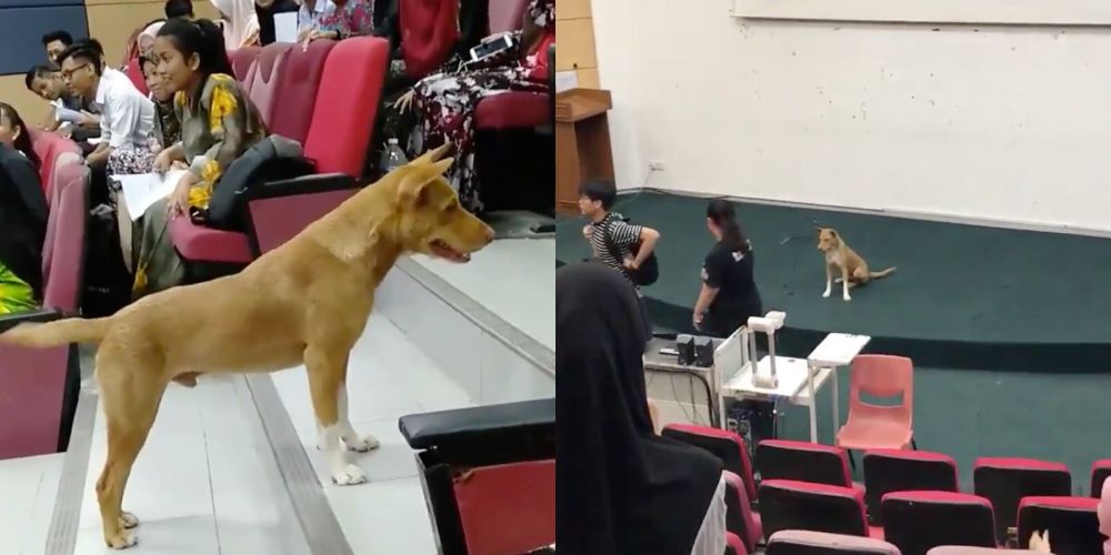 Days after tweet went viral, Si Stoking was trapped and taken away by the local authorities. u00e2u20acu201d Screengrab from Twitter/_wanwawan11 and hhazimahnur