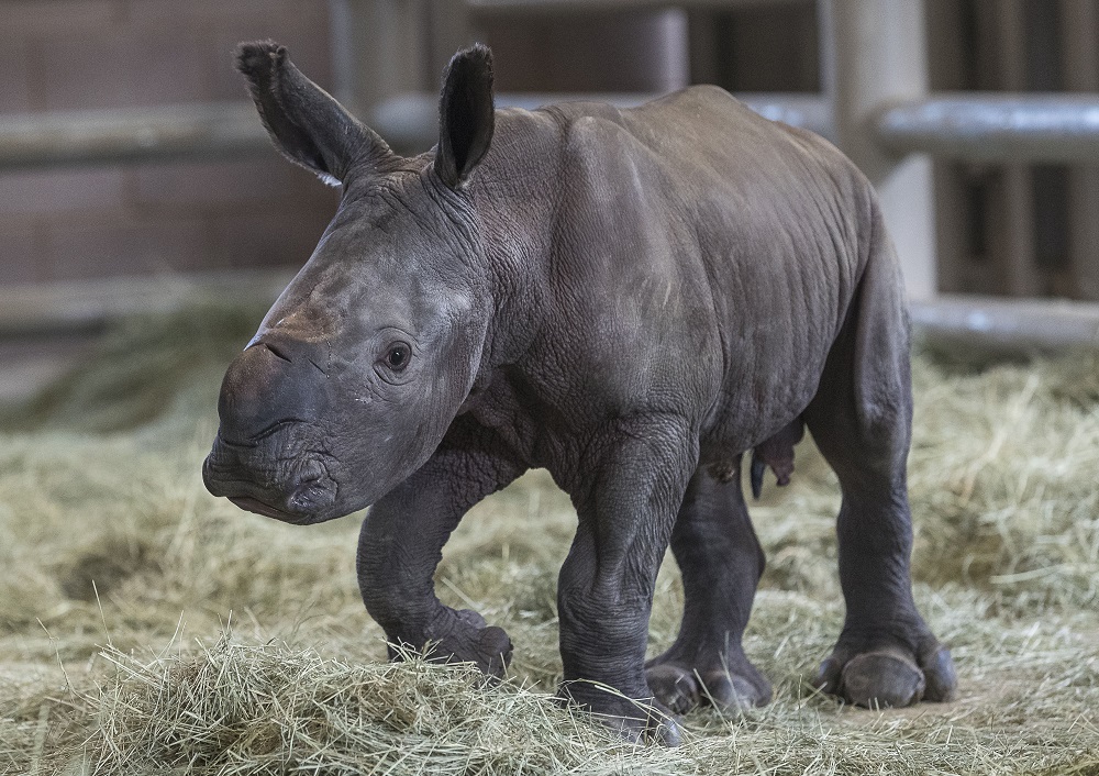 A day-old southern white rhino calf stands on its wobbly legs on July 29, 2019, at the Nikita Kahn Rhino Rescue Centre at the San Diego Zoo Safari Park in California. u00e2u20acu201d   Ken Bohn/San Diego Zoo Safari Park/AFP pic  
