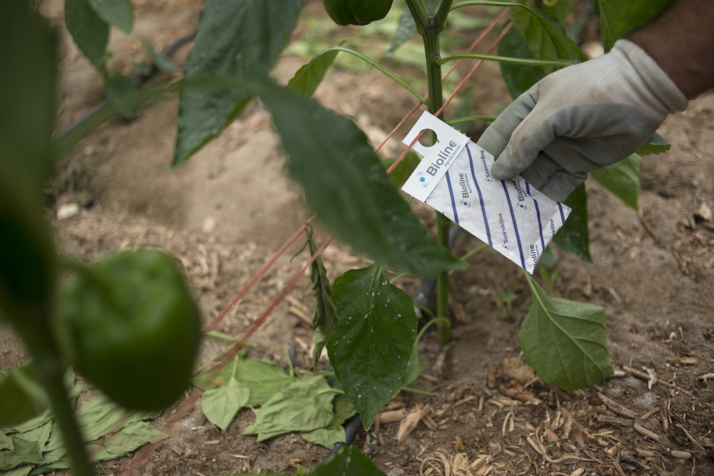 Spanish farmer Antonio Zamora checks an envelope full of mites hanging close to pepper plants in his greenhouse in Dalias, near El Ejido July 1, 2019. u00e2u20acu201d AFP pic        