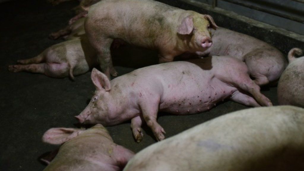 Swine fever u00e2u20acu201c fatal to wild boar and pigs but harmless to humans u00e2u20acu201c has cut a swathe through Mongolia, Vietnam, North Korea and China. u00e2u20acu201d AFP file pic