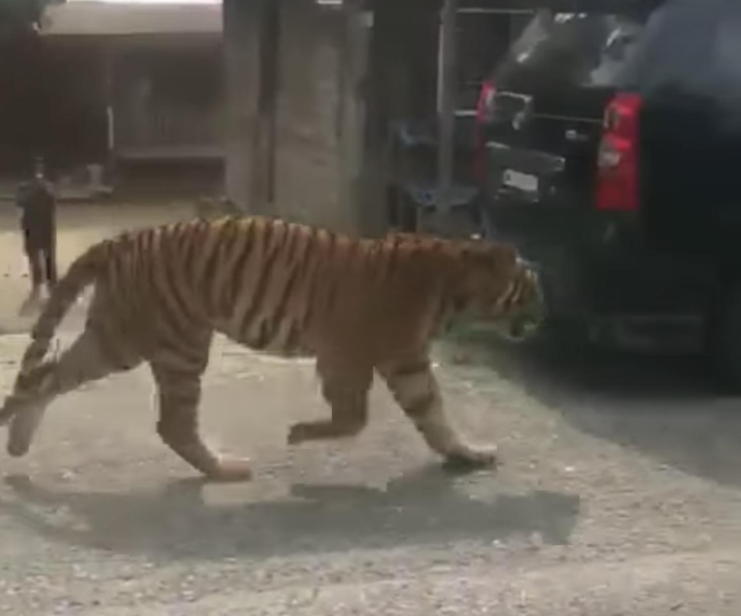 A video of the tigers strolling casually in Kampung Besul, Bukit Besi, went viral over social media. u00e2u20acu201d Picture via Twitter/Bernamadotcom