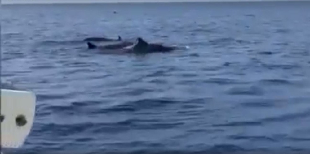 A Facebook screenshot of the short-finned pilot whales that were sighted in waters off Terengganu.