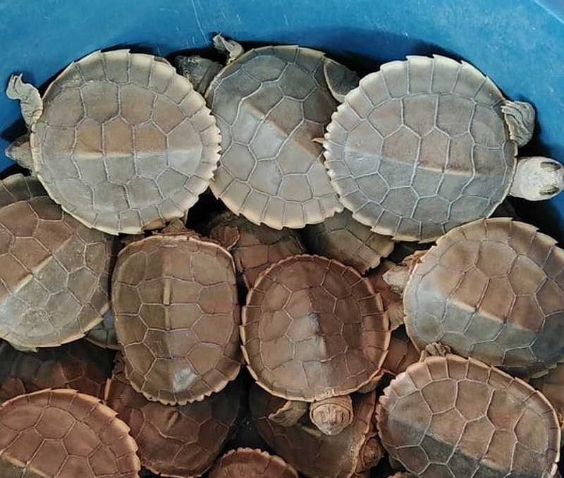 With an annual cost of RM20,000 to run its conservation project for river terrapins, the Turtle Conservation Society of Malaysia (TCS) faces an uphill task to get the funds. u00e2u20acu201d Picture courtesy of Turtle Conservation Society of Malaysia 