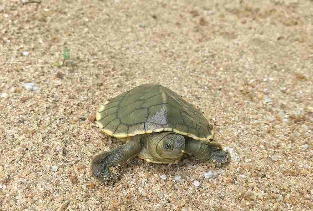 TCS co-founder Chen Pelf Nyok says river terrapins can only be found in Kedah, Perak and Terengganu. — Picture courtesy of Turtle Conservation Society of Malaysia 
