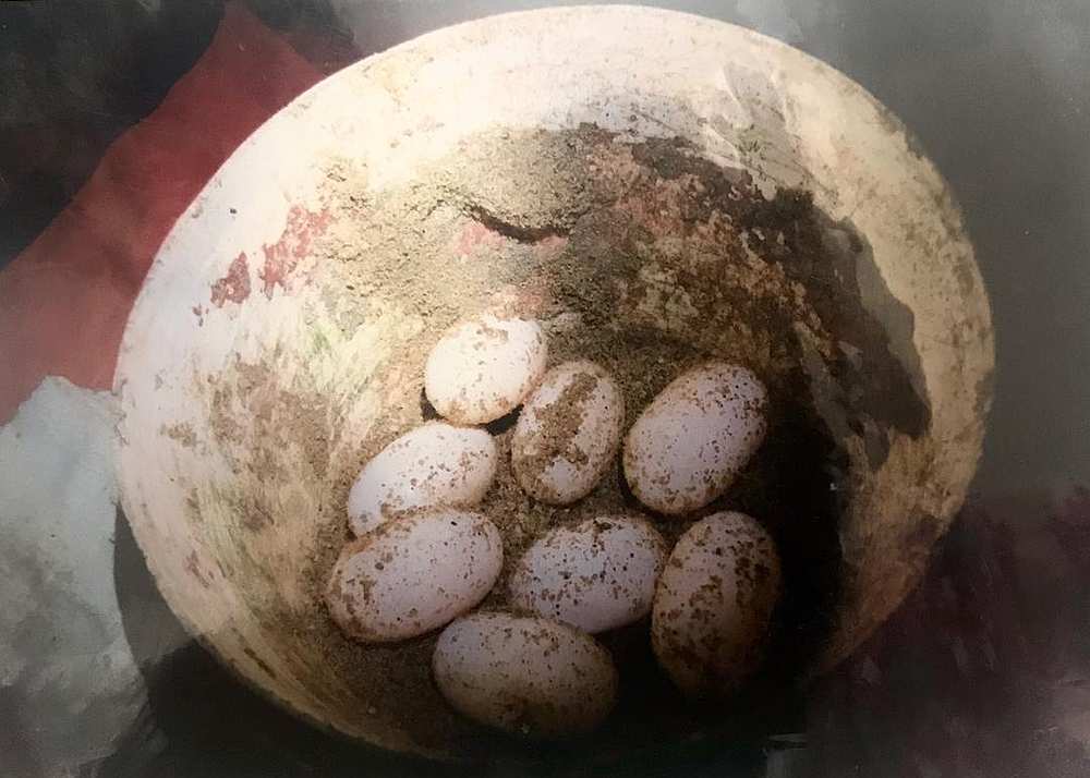 To ensure there are eggs to be incubated, Chen Pelf Nyok said TCS work with the villagers of Kampung Pasir Gajah in Kemaman. u00e2u20acu201d Picture courtesy of Turtle Conservation Society of Malaysia 