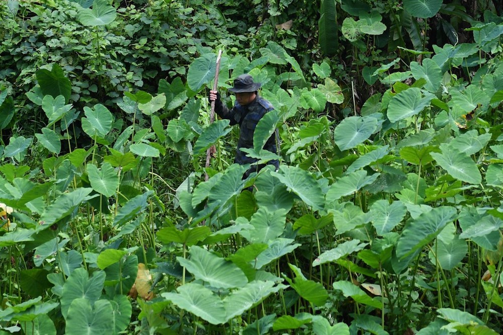 A member of a Malaysian rescue team takes part in a search and rescue operation in a forest for the missing 15-year-old Franco-Irish girl Nora Anne Quoirin in Seremban August 9, 2019. u00e2u20acu201d AFP pic