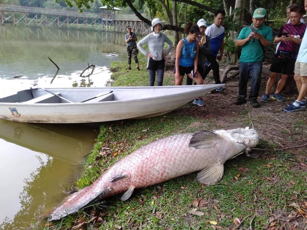 The seven-foot long dead arapaima that surfaced at the Tun Fuad Stephens Park.