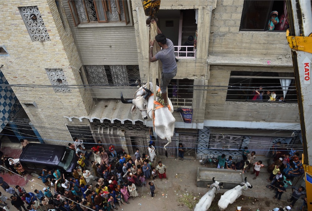 In this photograph taken on August 4, 2019, a man stands on a bull being lowered with a crane from a roof of a building in preparation for the Muslim annual festival of Eid al-Adha or the Festival of Sacrifice, in Karachi. u00e2u20acu201d AFP pic