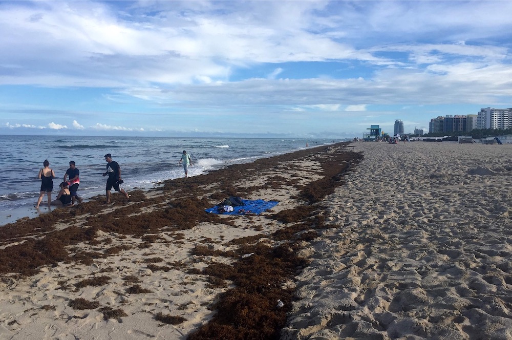 Sargassum seaweed covers the shore of Miami Beach, August 1, 2019. u00e2u20acu201d AFP pic
