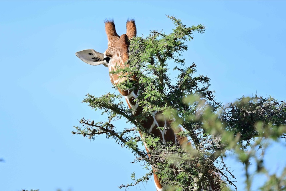 A picture taken on May 28, 2019 shows a male reticulated giraffe browsing over scrub at Ol-Pejeta conservancy at Laikipia's county headquarters, Nanyuki. u00e2u20acu201d AFP pic