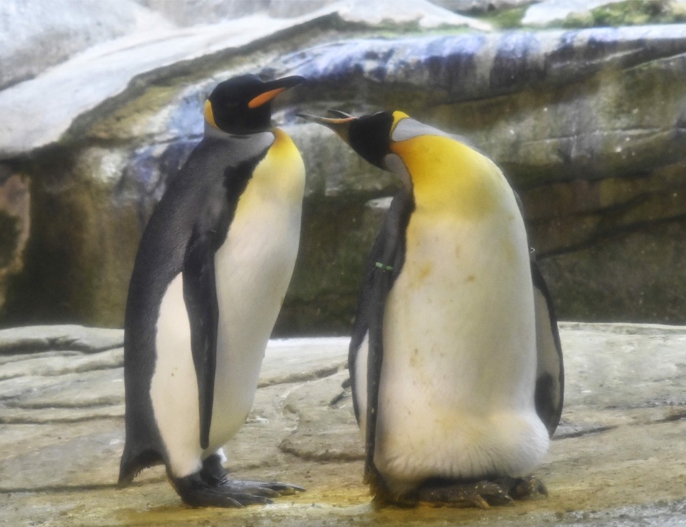 Skipper (right) and its male partner Ping are pictured taking care of an egg of another couple, given to them by zoo keepers to hatch in their enclosure at Berlin Zoo, August 15, 2019. u00e2u20acu201d AFP pic