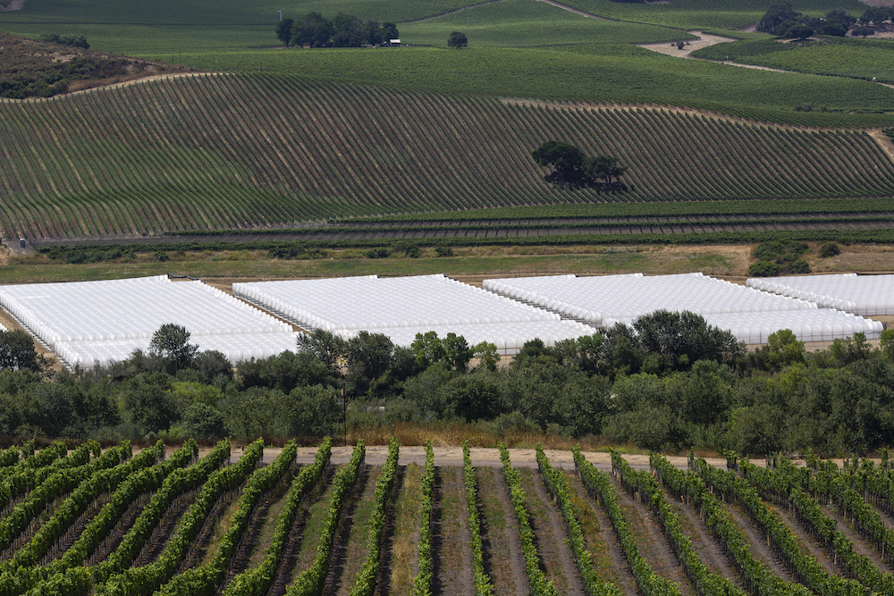 The white greenhouses of a cannabis growing operation that was constructed in March is seen between Fiddlestix (top) and Sea Smoke (bottom) vineyards in the Santa Ynez Valley northwest of Santa Barbara. u00e2u20acu201d AFP pic