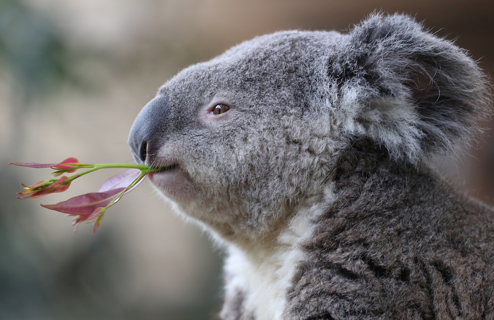 Koala Buddy eats eucalyptus at the Pairi Daiza wildlife park, a zoo and botanical garden in Brugelette, Belgium August 2, 2019. u00e2u20acu201d Reuters pic