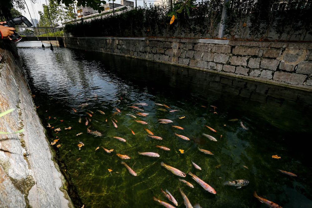 Koi swimming in the Prangin Canal at Sia Boey site, Lebuh Prangin August 1, 2019. — Picture by Sayuti Zainudin