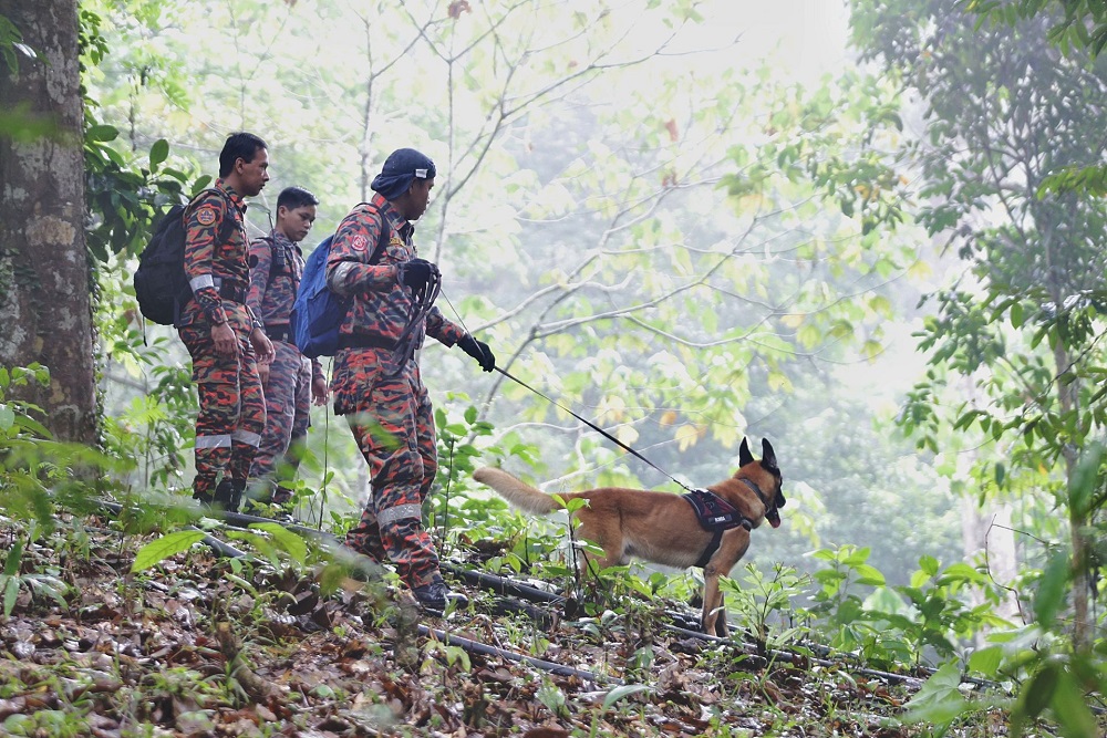 The Fire and Rescue K9 unit in action during the search and rescue operation for missing Irish teenager Nora Anne Quoirin near The Dusun resort in Seremban August 10, 2019. — Picture by Ahmad Zamzahuri