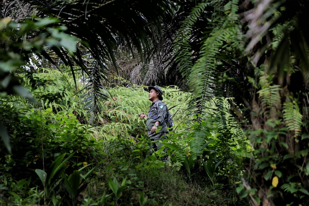 A man takes part in the search and rescue operation for missing 15-year-old Franco-Irish girl Nora Anne Quoirin in the jungle near Seremban August 13, 2019. — Picture by Ahmad Zamzahuri