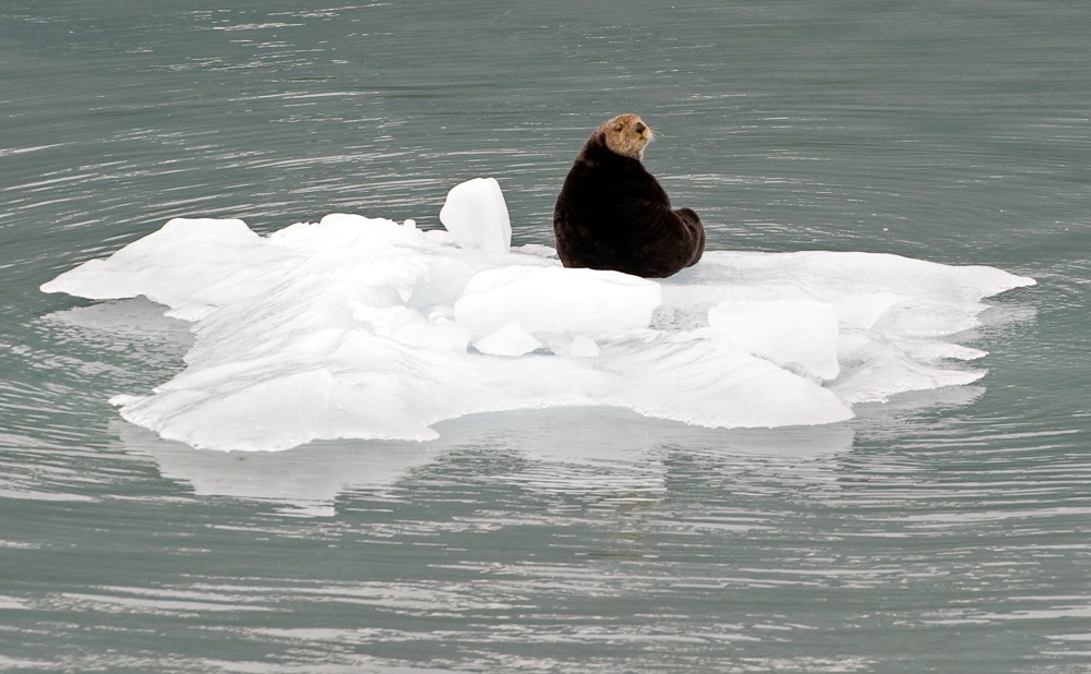 A sea otter u00e2u20acu201d in its natural environment. u00e2u20acu201d AFP pic